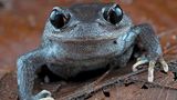 Im Hochland von Vietnam und Kambodscha ist dieser neu entdeckte Schaufelfußfrosch zuhause. Die neue Art Leptobrachium Iunatum könnte jedoch bald wieder verschwunden sein, denn ihr Lebensraum ist durch Entwaldung und Landnutzungsänderung stark bedroht