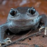 Im Hochland von Vietnam und Kambodscha ist dieser neu entdeckte Schaufelfußfrosch zuhause. Die neue Art Leptobrachium Iunatum könnte jedoch bald wieder verschwunden sein, denn ihr Lebensraum ist durch Entwaldung und Landnutzungsänderung stark bedroht