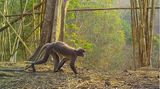 Die Popa-Langurenart Trachypithecus popa galt als ausgestorben. Bis Knochenfunde in Myanmar darauf hindeuteten, dass die Art doch noch leben könnte. Dem WWF und Fauna and Flora International (FFI) gelangen schließlich Aufnahmen in freier Wildbahn. Die Art ist extrem selten und bedroht: Schätzungen gehen von 200 bis 250 Exemplaren aus