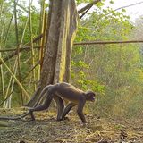 Die Popa-Langurenart Trachypithecus popa galt als ausgestorben. Bis Knochenfunde in Myanmar darauf hindeuteten, dass die Art doch noch leben könnte. Dem WWF und Fauna and Flora International (FFI) gelangen schließlich Aufnahmen in freier Wildbahn. Die Art ist extrem selten und bedroht: Schätzungen gehen von 200 bis 250 Exemplaren aus