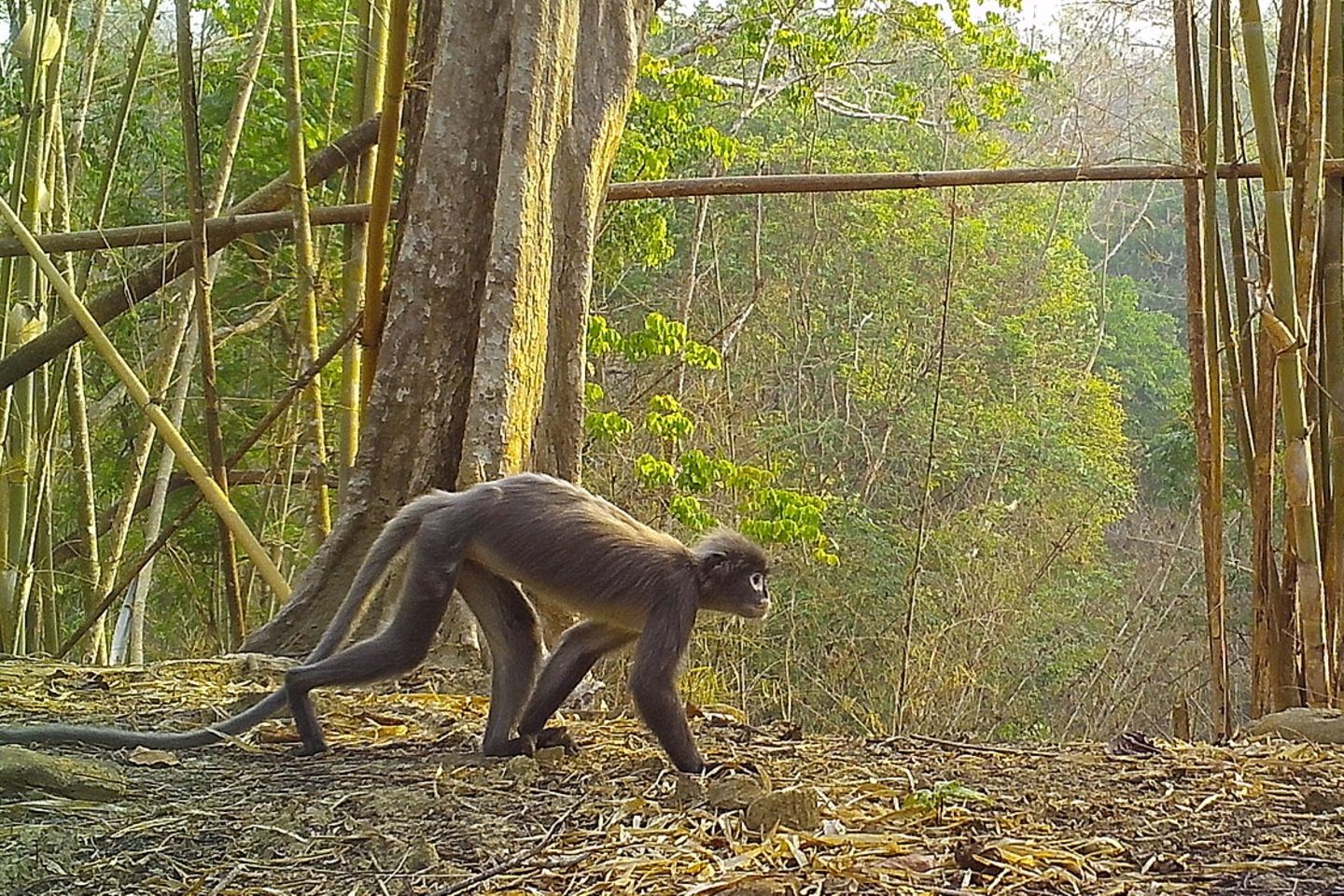 Die Popa-Langurenart Trachypithecus popa galt als ausgestorben. Bis Knochenfunde in Myanmar darauf hindeuteten, dass die Art doch noch leben könnte. Dem WWF und Fauna and Flora International (FFI) gelangen schließlich Aufnahmen in freier Wildbahn. Die Art ist extrem selten und bedroht: Schätzungen gehen von 200 bis 250 Exemplaren aus