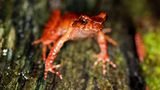 Der lateinische Name dieses Frosches, Megophrys frigida, spielt auf seinen Lebensraum an: Entdeckt wurde die Spezies im Bat Xat Nature Reserve, Vietnam, auf über 2000 Meter Höhe. Er gilt als gefährdet, denn sein Lebensraum ist duch Abholzung bedroht