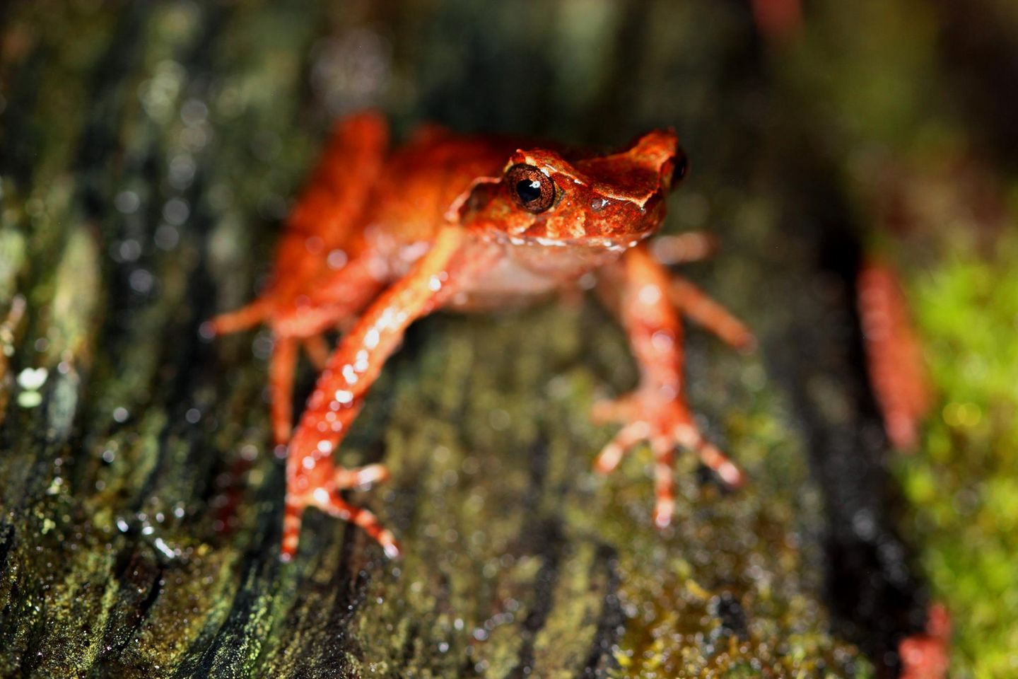 Der lateinische Name dieses Frosches, Megophrys frigida, spielt auf seinen Lebensraum an: Entdeckt wurde die Spezies im Bat Xat Nature Reserve, Vietnam, auf über 2000 Meter Höhe. Er gilt als gefährdet, denn sein Lebensraum ist duch Abholzung bedroht