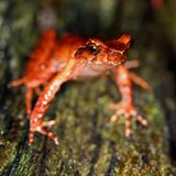 Der lateinische Name dieses Frosches, Megophrys frigida, spielt auf seinen Lebensraum an: Entdeckt wurde die Spezies im Bat Xat Nature Reserve, Vietnam, auf über 2000 Meter Höhe. Er gilt als gefährdet, denn sein Lebensraum ist duch Abholzung bedroht