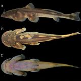 Der in der Provinz Chiang Mai im Norden Thailands neu entdeckte Wels Oreoglanis omkoiense ist an das Leben in kalten, schnell fließenden und steinigen Gewässern perfekt angepasst