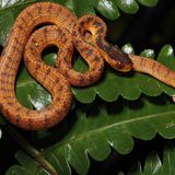 Im "Goldenen Dreieck" zwischen Laos, Myanmar, Thailand und der chinesischen Provinz Yunnan entdeckte ein Forscherteam die Schlange Pareas geminatus. Ihr Lebensraum ist durch die Ausbreitung von Tee-Plantagen bedroht