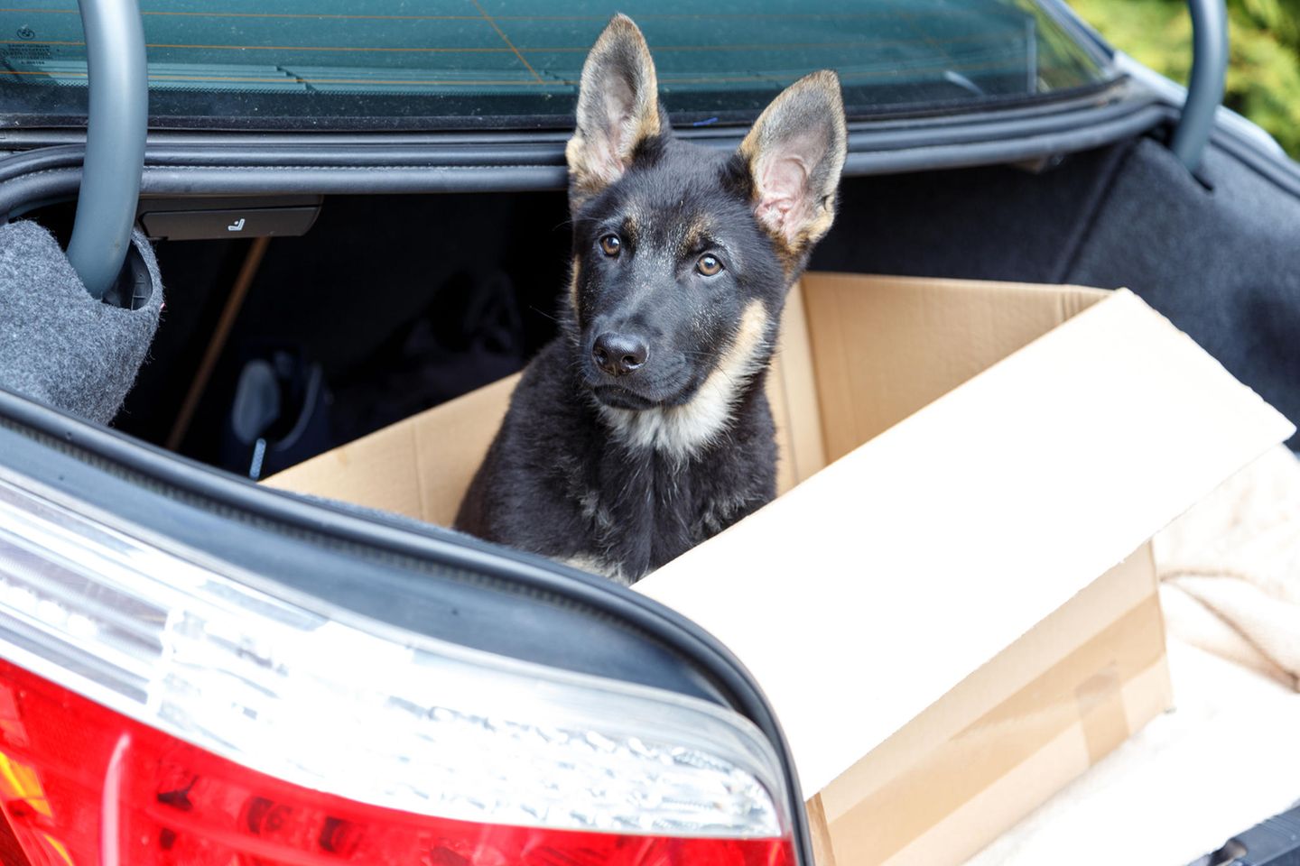 Ein Welpe sitzt im Kofferraum eines Autos in einem Pappkarton