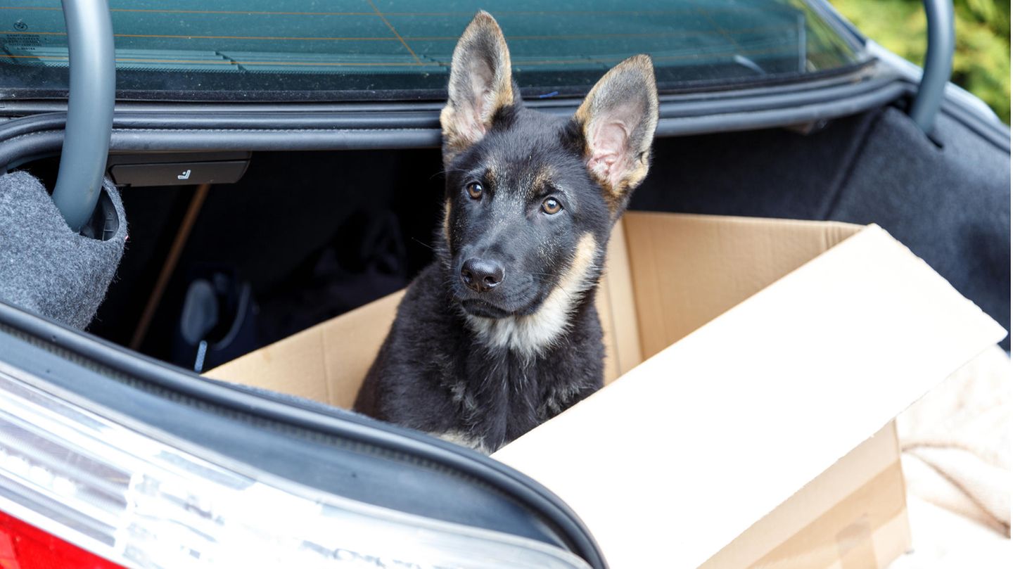 Ein Welpe sitzt im Kofferraum eines Autos in einem Pappkarton