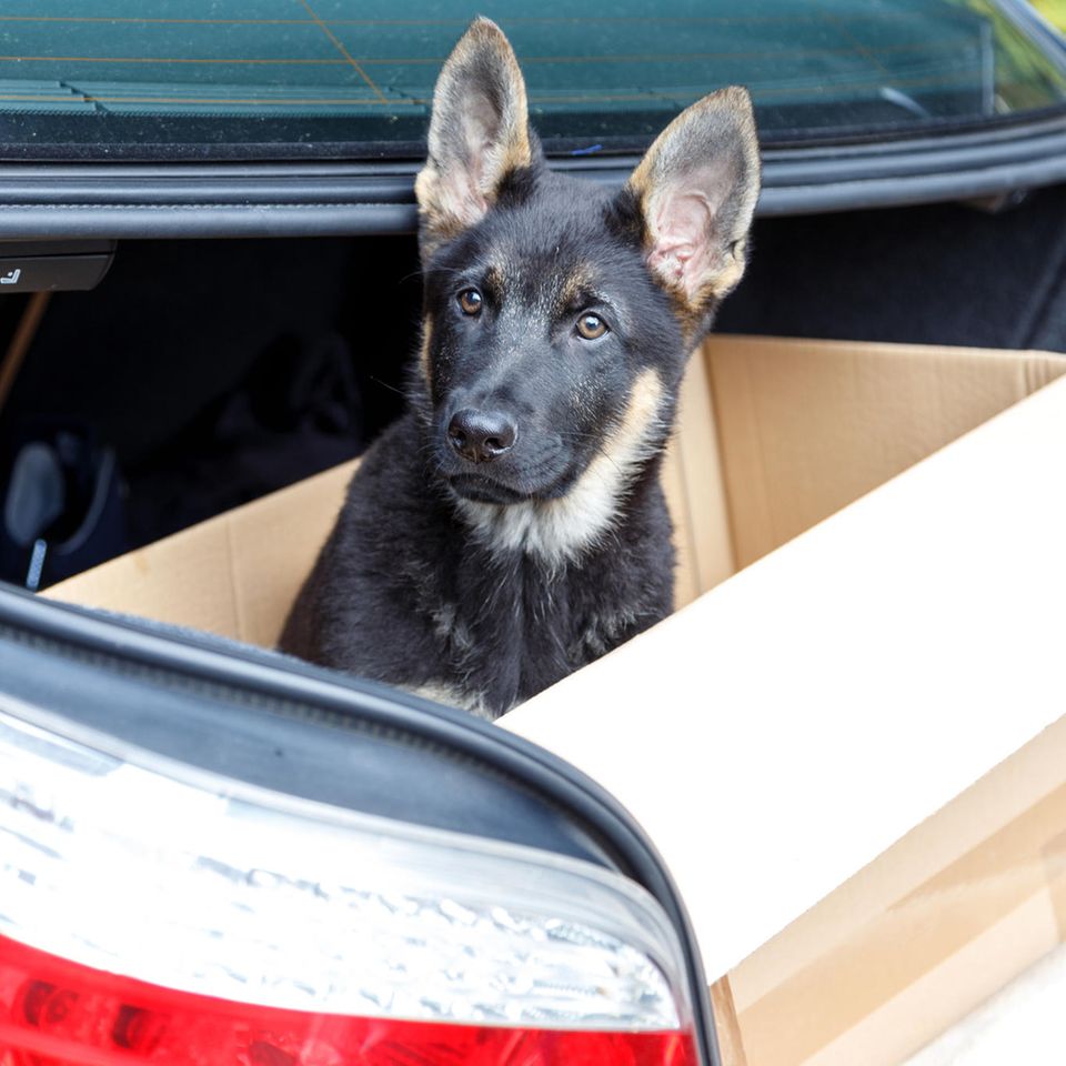 Ein Welpe sitzt im Kofferraum eines Autos in einem Pappkarton