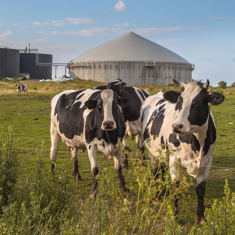 Energiewende: Wie grün ist Biogas wirklich – und wann lohnt sich ein Wechsel?