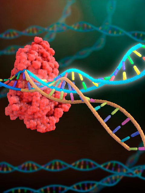Revolution in der Medizin: Mit der Genschere CRISPR könnten in Zukunft schwere Erbkrankheiten geheilt werden