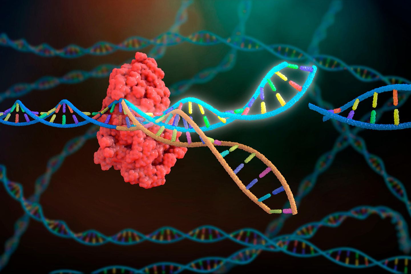 Revolution in der Medizin: Mit der Genschere CRISPR könnten in Zukunft schwere Erbkrankheiten geheilt werden