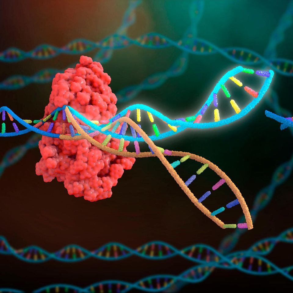 Revolution in der Medizin: Mit der Genschere CRISPR könnten in Zukunft schwere Erbkrankheiten geheilt werden