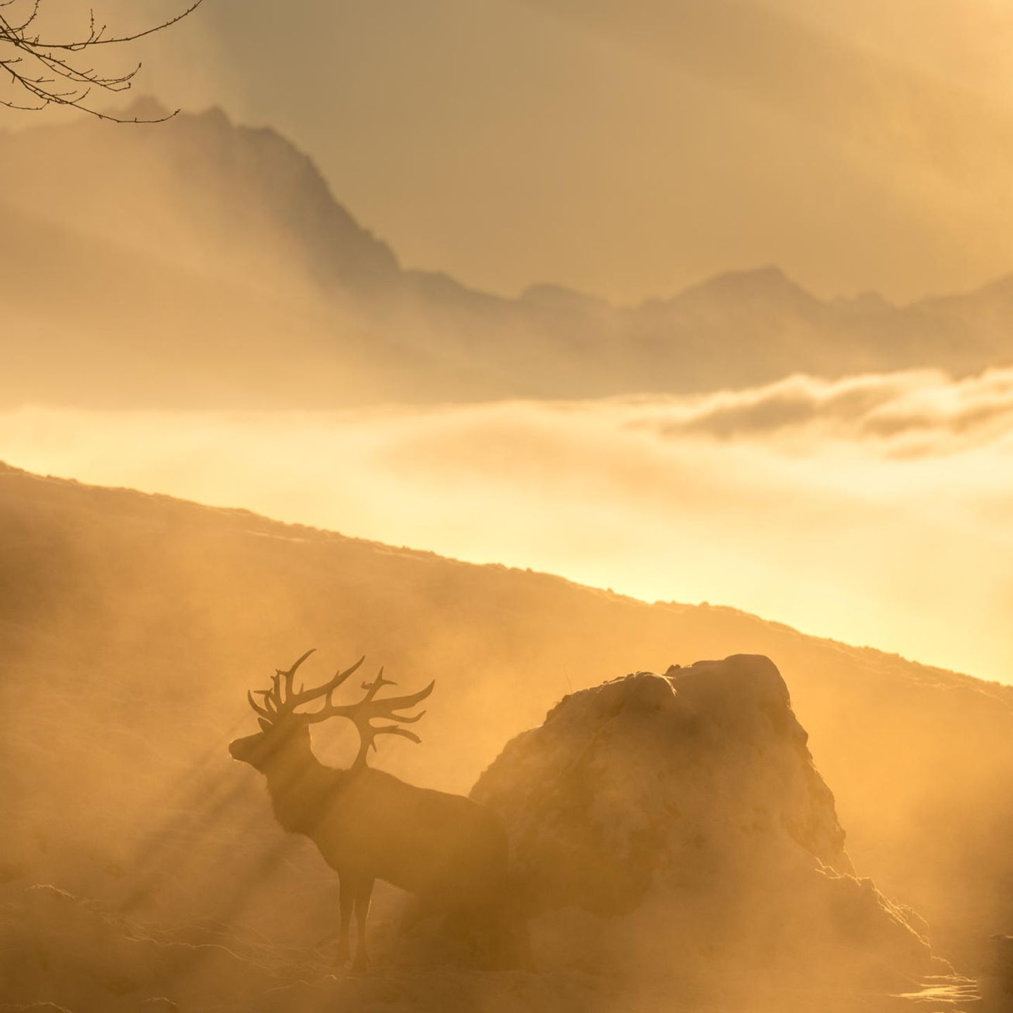 25.01.2022      "Sonnenuntergang über den Nebel auf dem Pfänder."      Ort: Bregenz