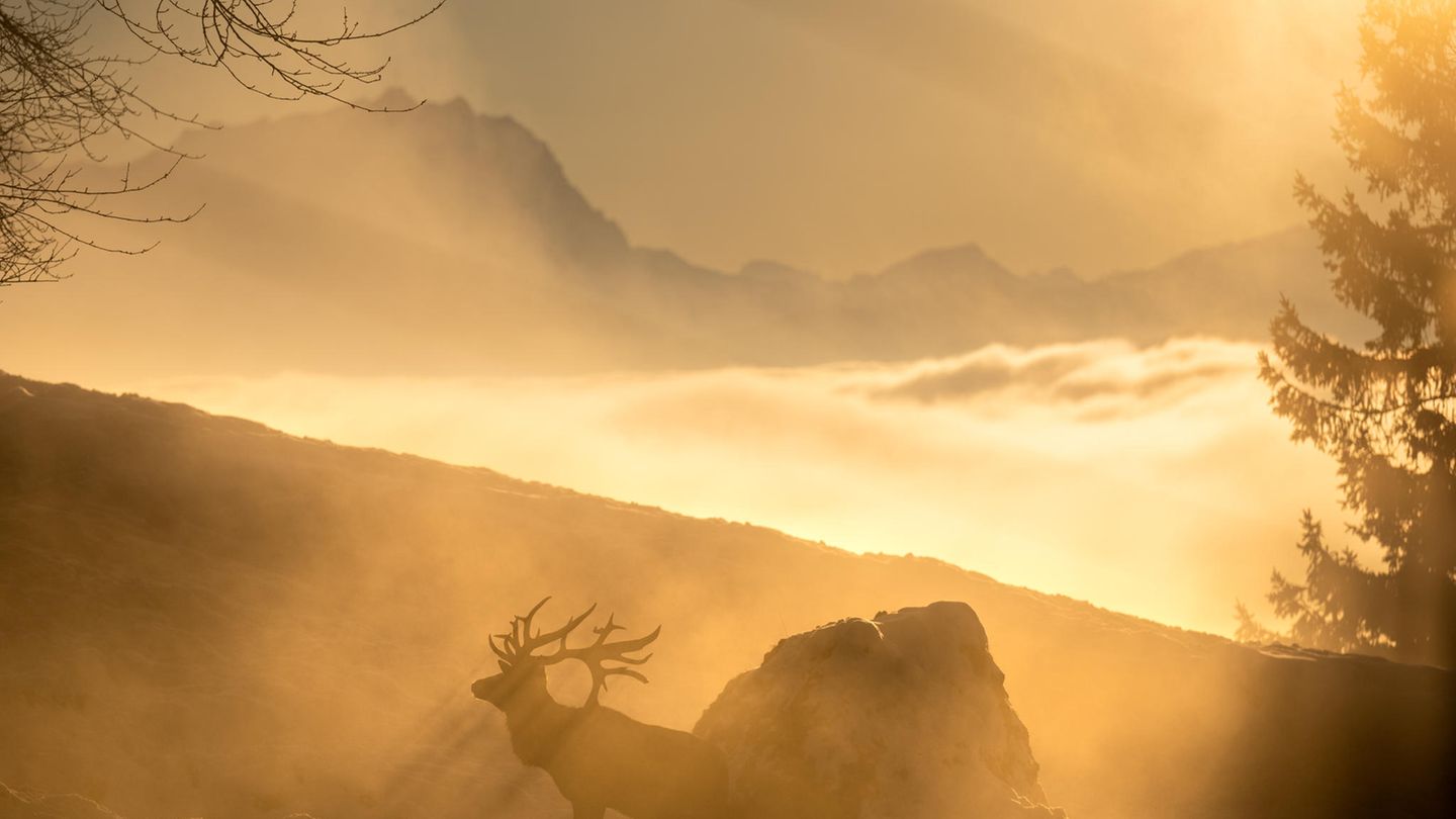 25.01.2022      "Sonnenuntergang über den Nebel auf dem Pfänder."      Ort: Bregenz