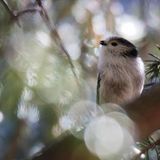 28.01.2022      "Schwanzmeise."      Ort: Südtirol  Kamera: Canon EOS M50 Canon EF-M 15-45mm f/3.5-6.3 IS