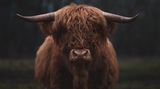 31.01.2022      "Highland Rind im nebligen Abendlicht."      Kamera: Sony Alpha 7 III - Sony 85mm f1.4  Mehr Fotos von Maike Lampert