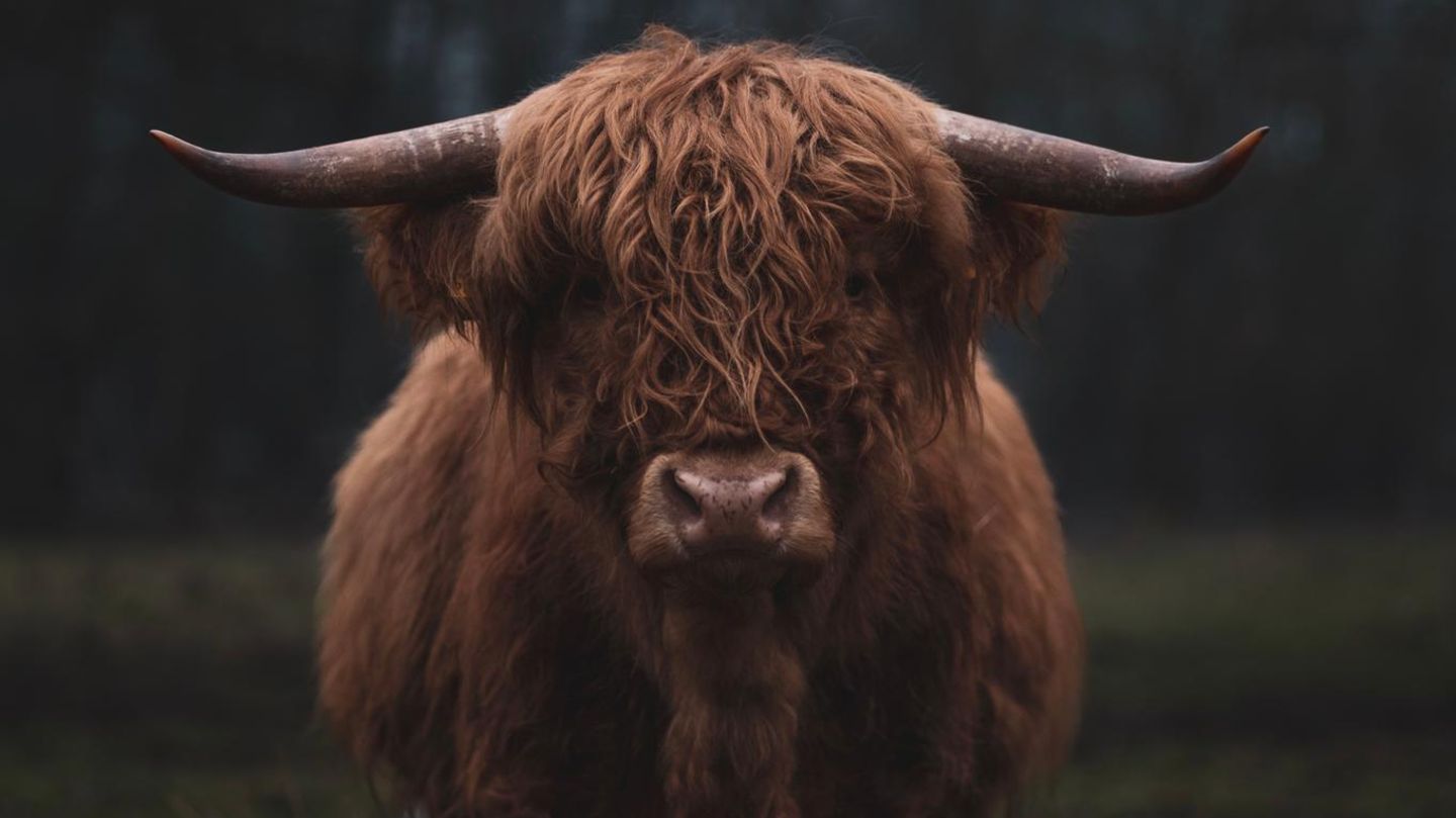 GEO LESERFOTO: 31.01.2022 "Highland Rind im nebligen Abendlicht." Kamera: Sony Alpha 7 III - Sony 85mm f1.4 Mehr Fotos von Maike Lampert 31.01.2022 "Highland Rind im nebligen Abendlicht." Kamera: Sony Alpha 7 III - Sony 85mm f1.4 Mehr Fotos von Maike Lampert