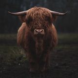 31.01.2022      "Highland Rind im nebligen Abendlicht."      Kamera: Sony Alpha 7 III - Sony 85mm f1.4  Mehr Fotos von Maike Lampert