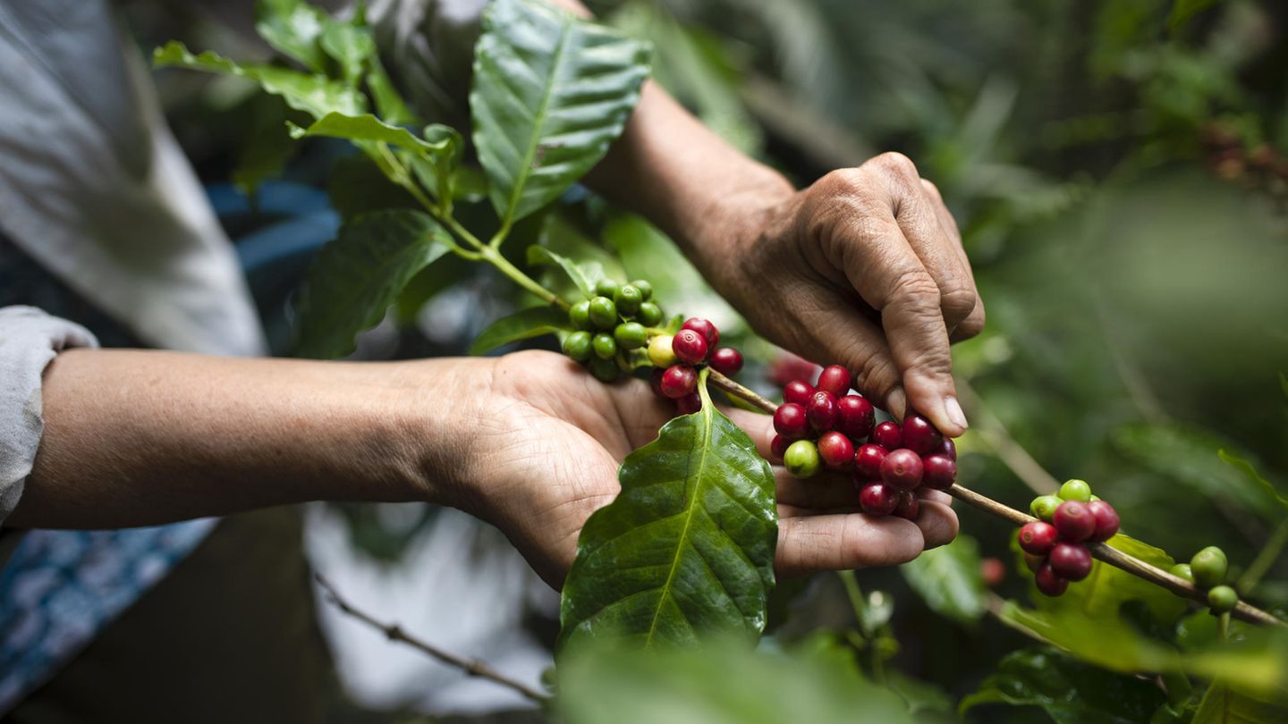 Ernte von Arabica-Kaffee in Vietnam