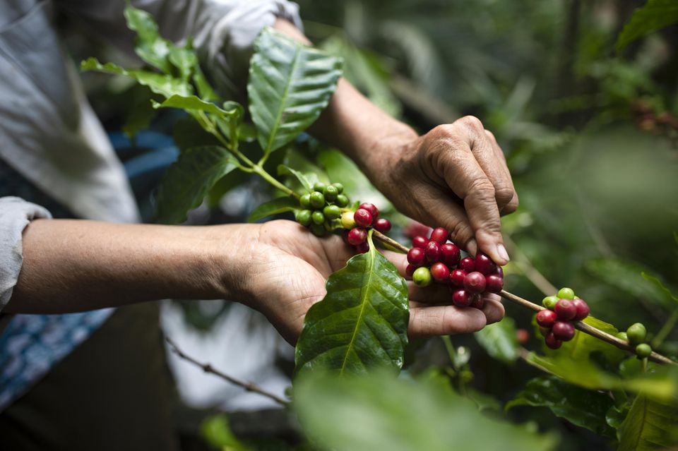 Ernte von Arabica-Kaffee in Vietnam