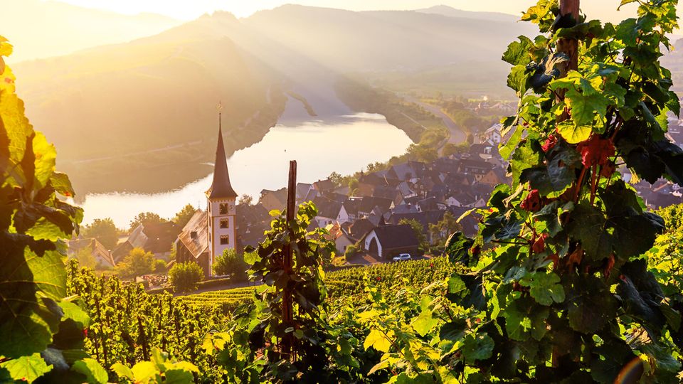 Moselschleife bei Bremm Moselschleife bei Bremm