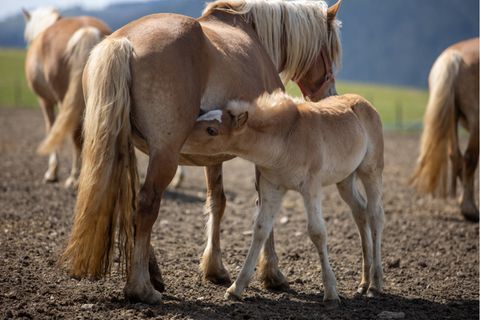 Im thüringischen Gestüt Meura werden seit Jahrzehnten Haflinger für die PMSG-Produktion genutzt