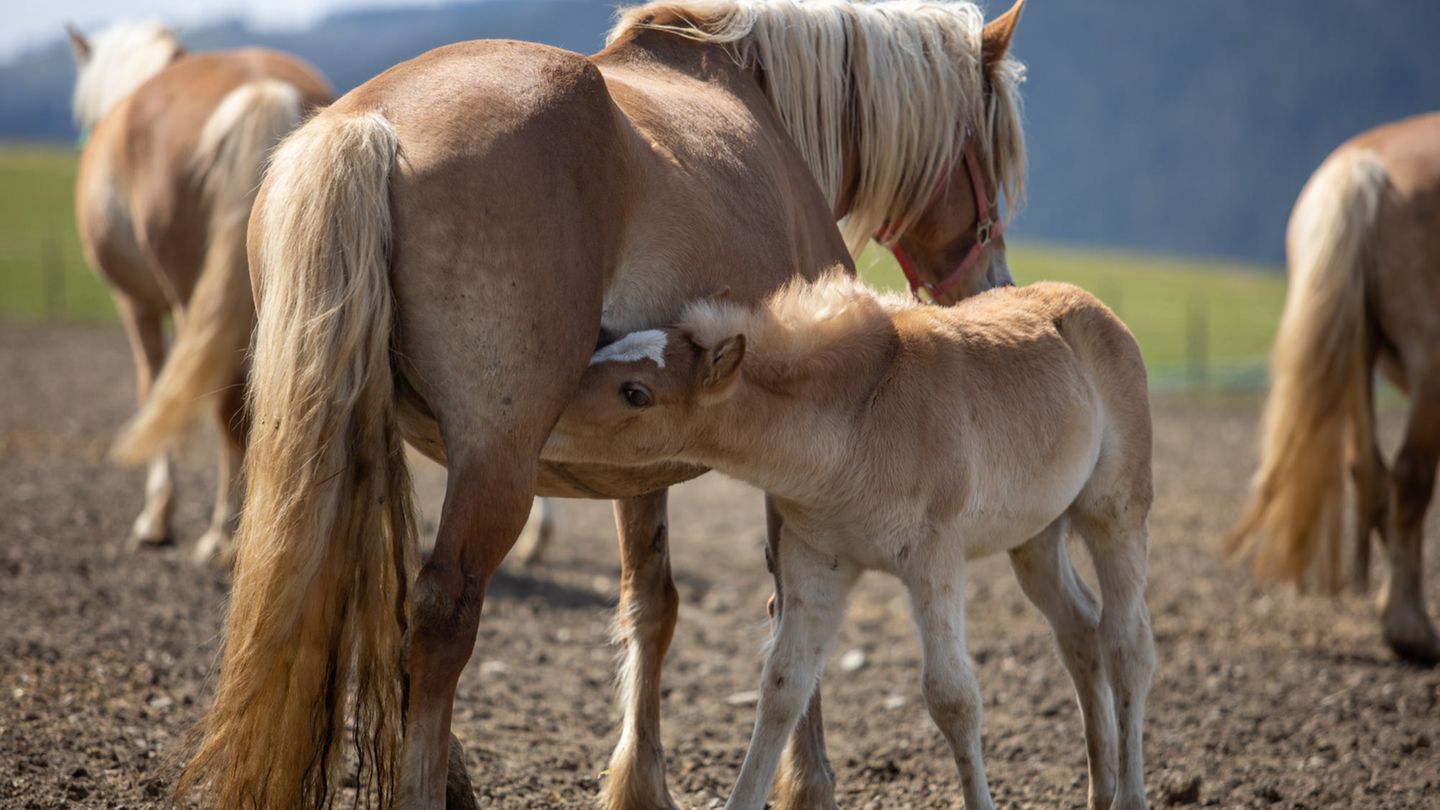 Im thüringischen Gestüt Meura werden seit Jahrzehnten Haflinger für die PMSG-Produktion genutzt