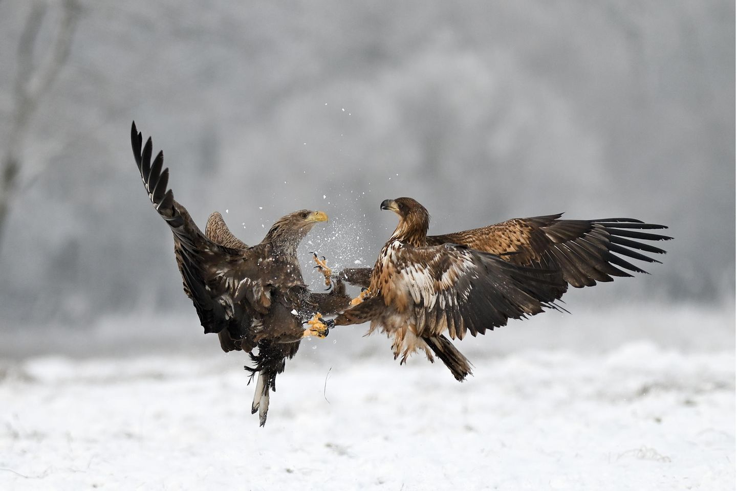 01.02.2022      "Heftige Auseinandersetzung zweier Seeadler, links adulter rechts ein junger Seeadler."      Ort: Nikon Z7II AFS 300mm f2,8, 1:4000s, f2,8  Mehr Fotos von wlnatur