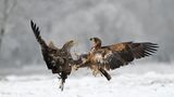 01.02.2022      "Heftige Auseinandersetzung zweier Seeadler, links adulter rechts ein junger Seeadler."      Ort: Nikon Z7II AFS 300mm f2,8, 1:4000s, f2,8  Mehr Fotos von wlnatur