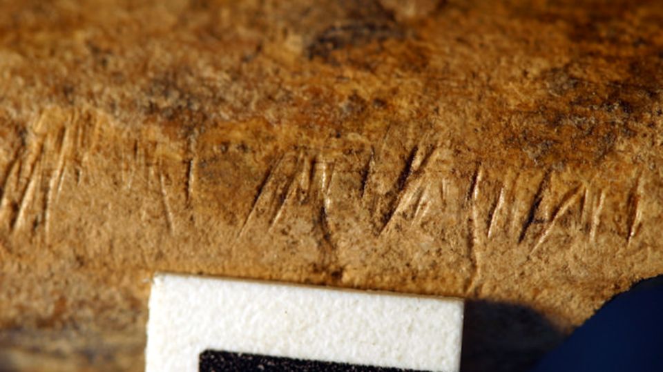 Paläoanthropologie: 1,5 Millionen Jahre alte Knochen von der Fundstelle Koobi Fora (Kenia) weisen markante Schnittspuren auf 1,5 Millionen Jahre alte Knochen von der Fundstelle Koobi Fora (Kenia) weisen markante Schnittspuren auf