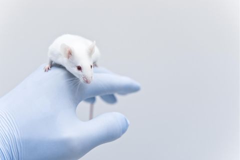 Forschung: Braucht ihr mich noch? Über Sinn und Unsinn von Tierversuchen