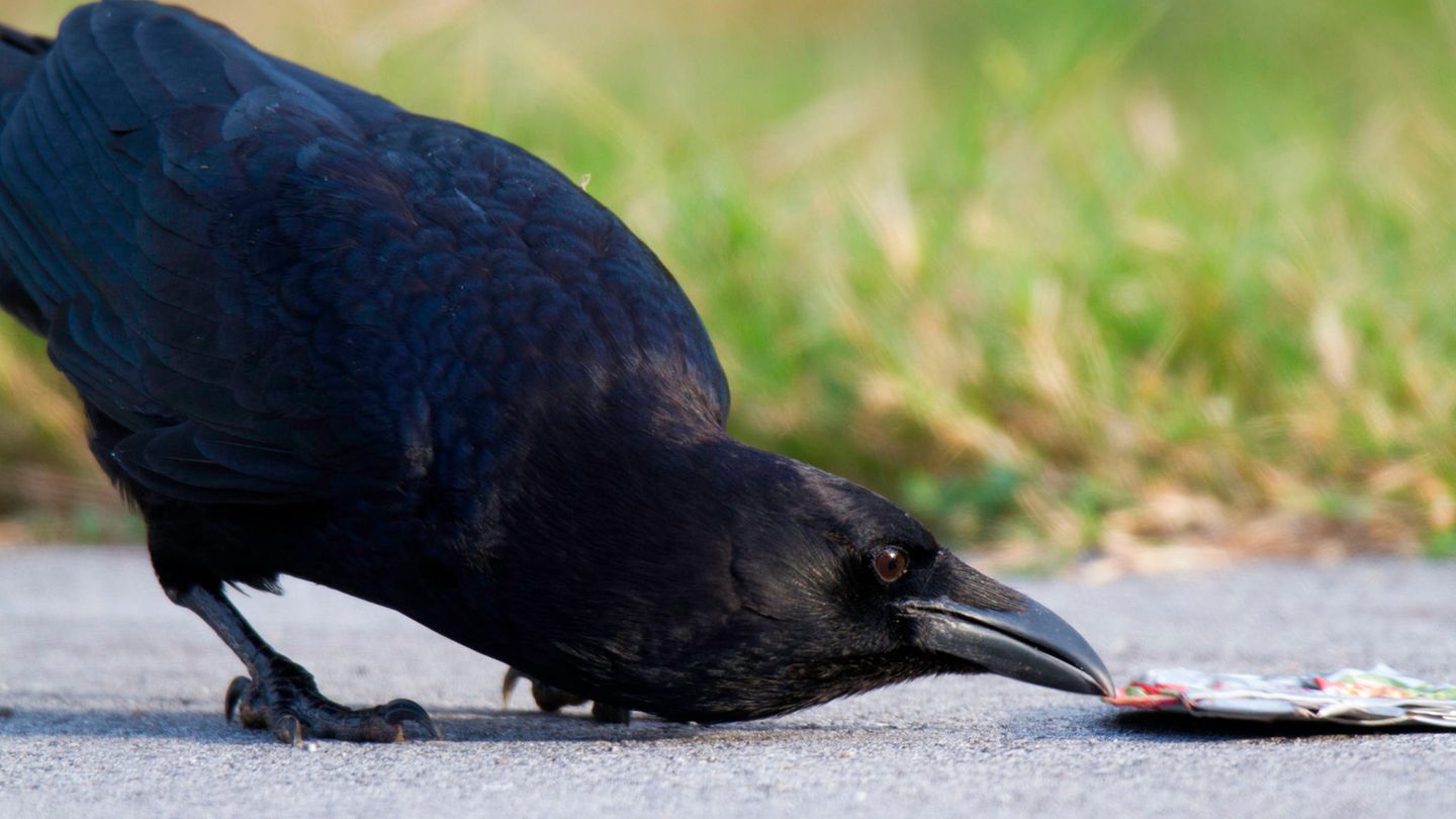 Krähen sind kluge und neugierige Tiere