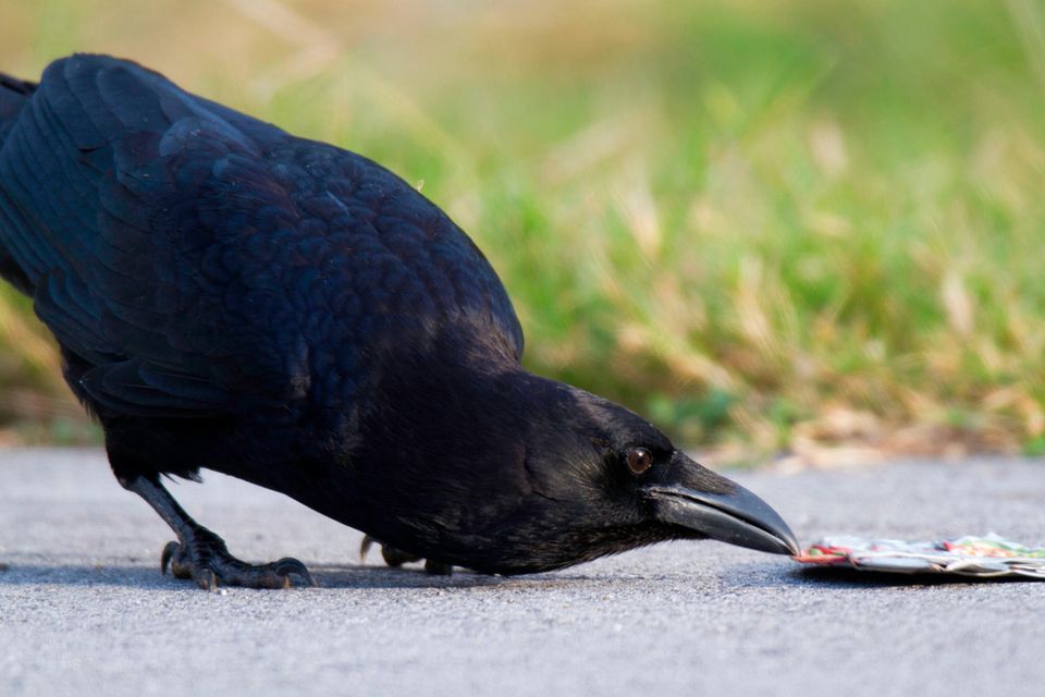 Krähen sind kluge und neugierige Tiere