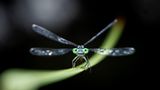 02.02.2022  "Liebelle am Morgen. Sie war gerade dabei sich aufzuwärmen und in den Tag zu starten."      Kamera: Panasonic Lumix G9 Mzuiko 60 2.8 Macro  Mehr Fotos von Tino Weigelt