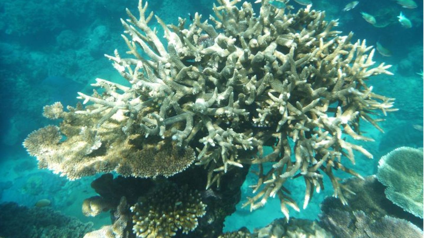 Korallenbleiche