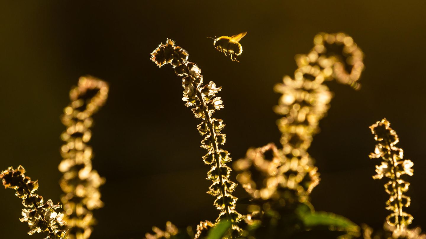 Biene im Anflug auf eine Pflanze im Abendlicht