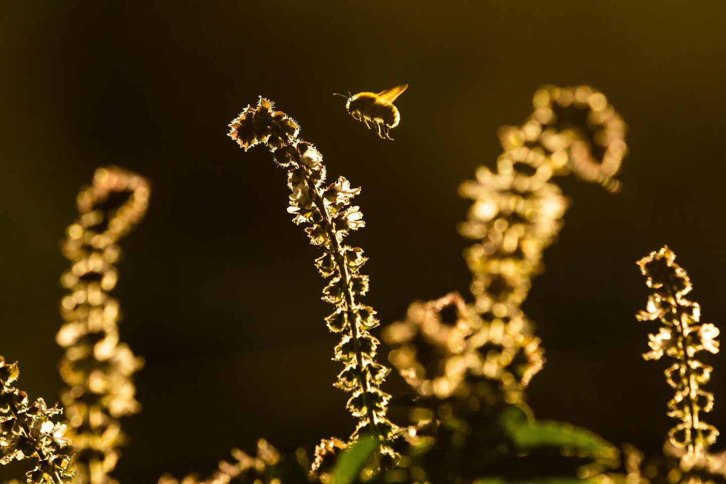 Biene im Anflug auf eine Pflanze im Abendlicht