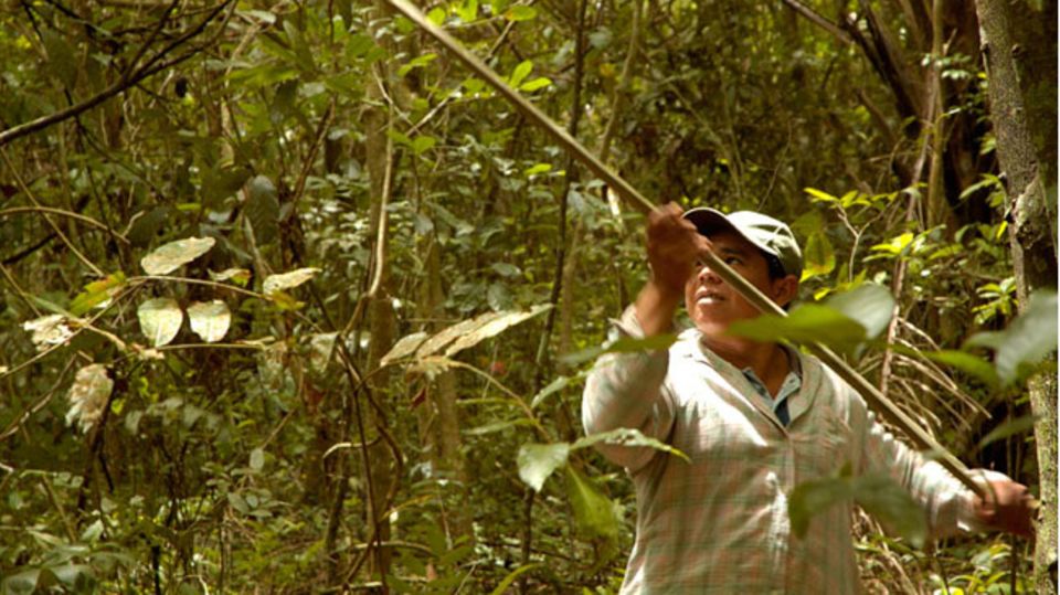Bolivien: Ernte mit langem Stab Ernte mit langem Stab