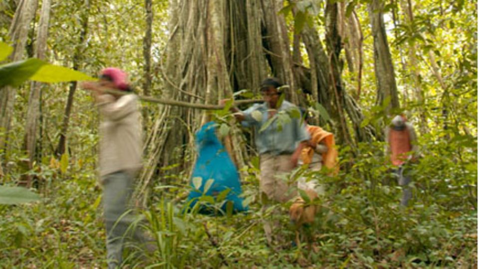 Bolivien: Auf abgelegenen Flächen wächst der Wildkakao im Schatten von Urwaldriesen, die Ernte wird in Säcken abtransportiert Auf abgelegenen Flächen wächst der Wildkakao im Schatten von Urwaldriesen, die Ernte wird in Säcken abtransportiert