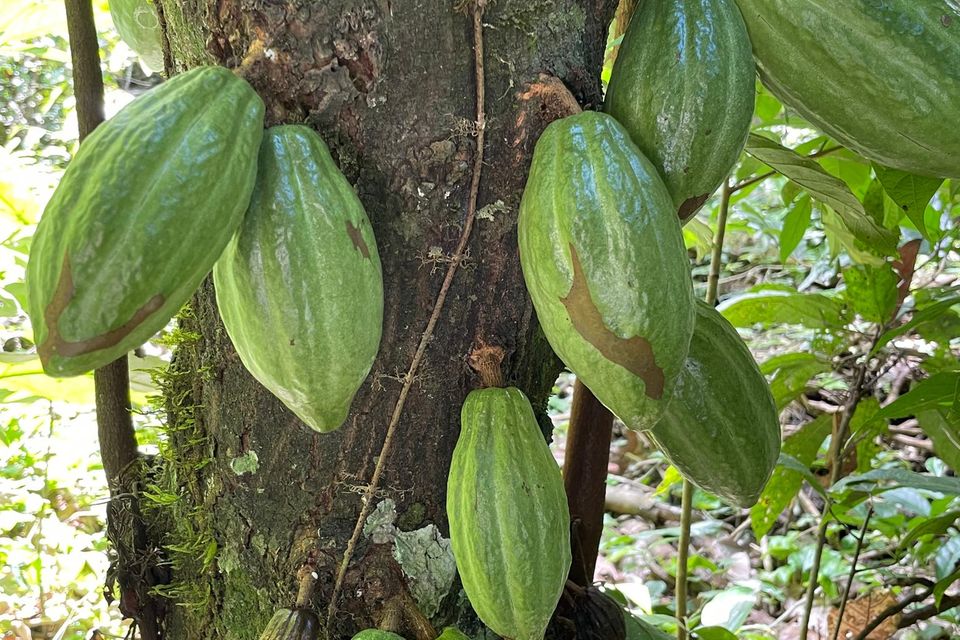 Die Kakaofrüchte wachsen direkt aus dem Stamm
