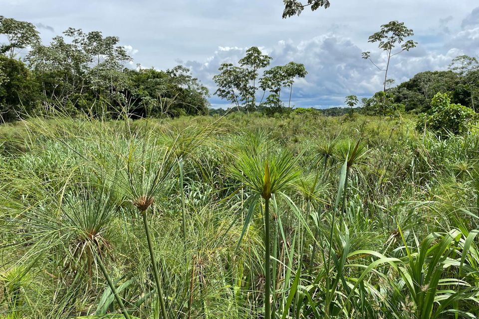 Bolivien: Umgeben von Papyrus erheben sich Waldinseln aus der Feuchtsavanne Umgeben von Papyrus erheben sich Waldinseln aus der Feuchtsavanne