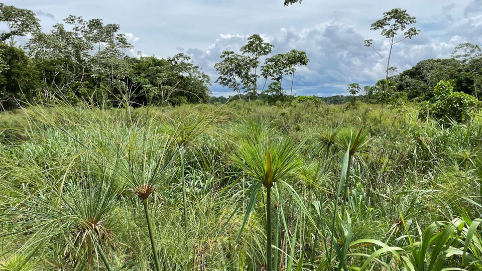 Bolivien: Umgeben von Papyrus erheben sich Waldinseln aus der Feuchtsavanne Umgeben von Papyrus erheben sich Waldinseln aus der Feuchtsavanne