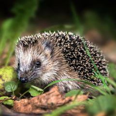 Ein kleiner Igel sitzt im Laub