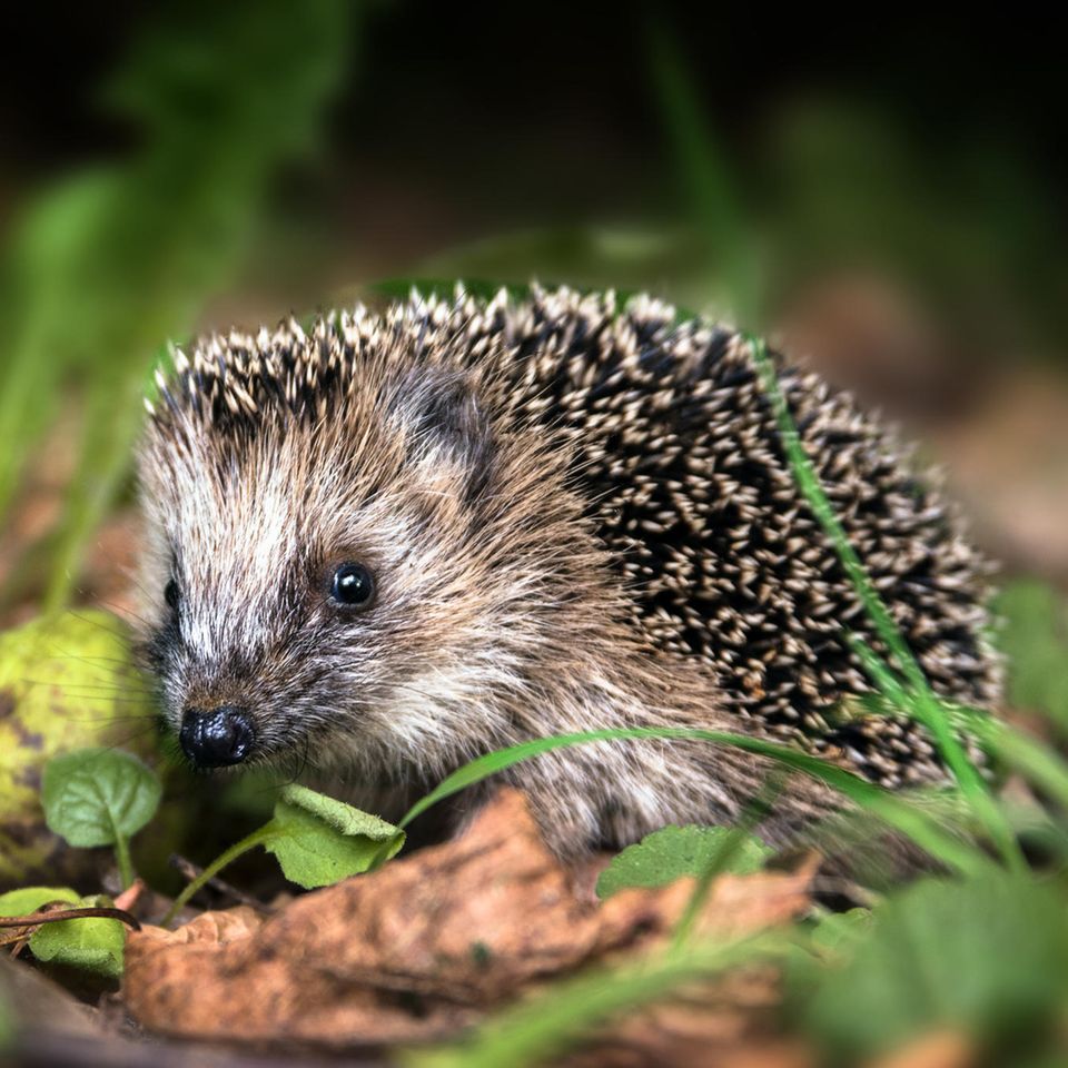Ein kleiner Igel sitzt im Laub