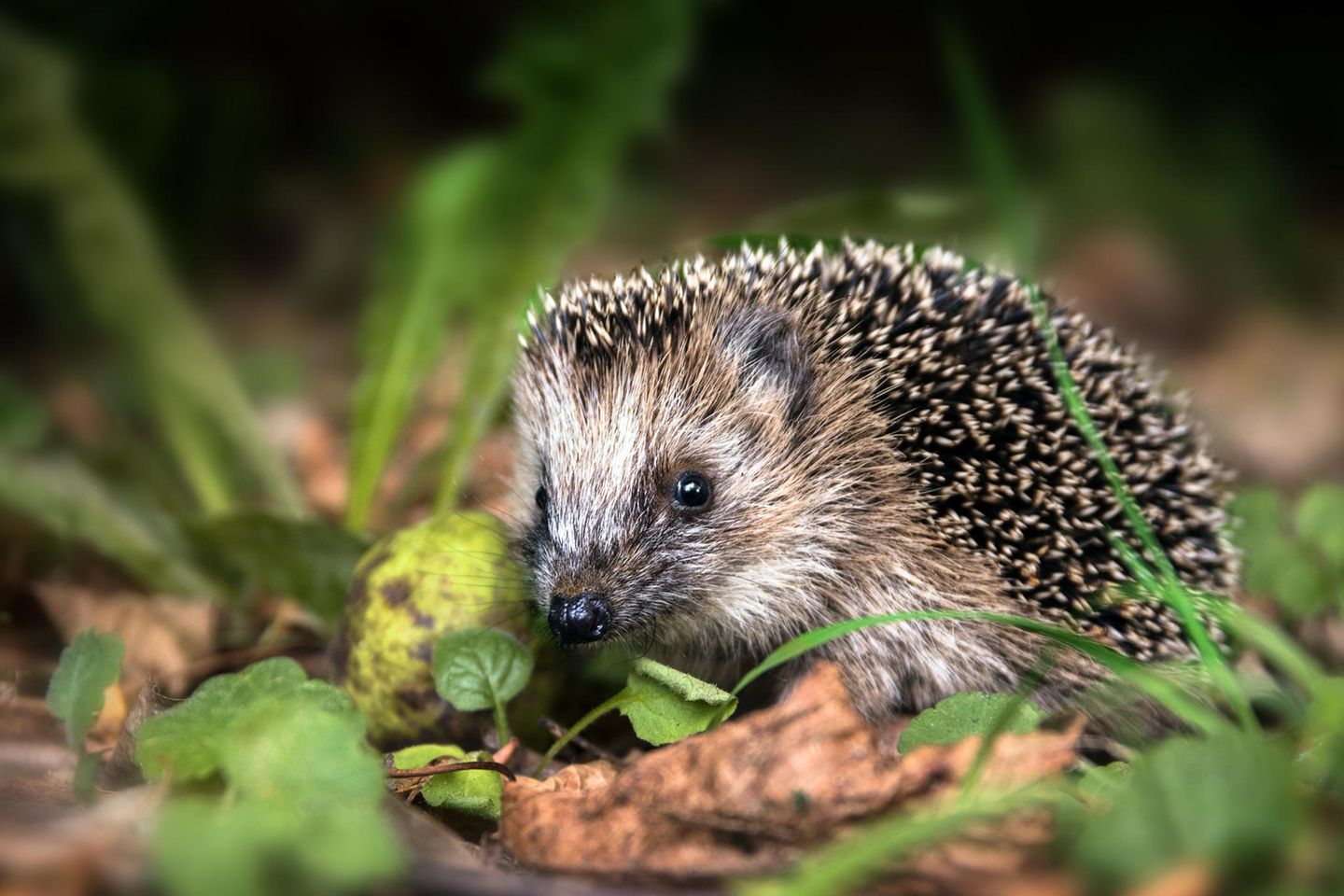 Ein kleiner Igel sitzt im Laub