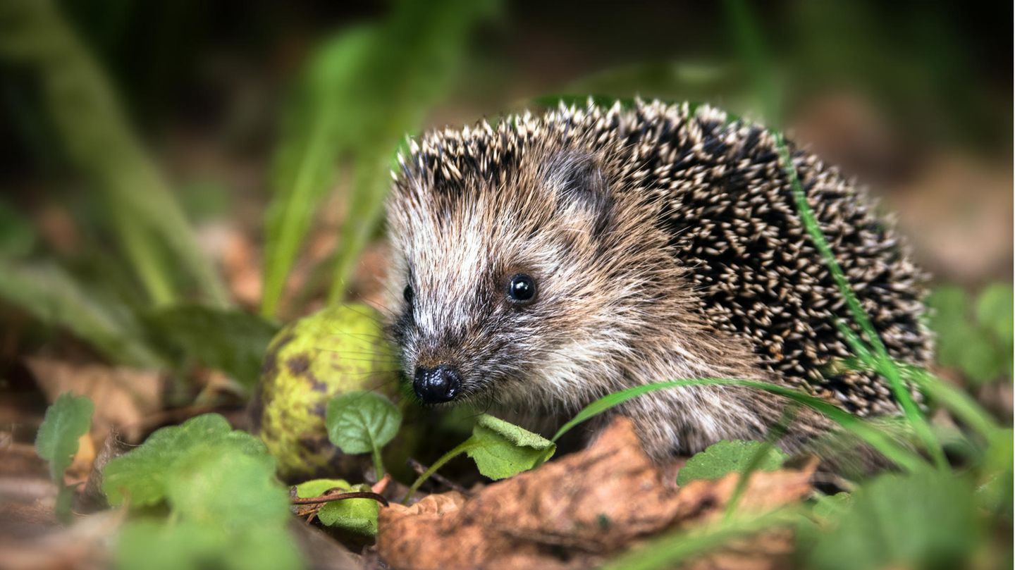 Ein kleiner Igel sitzt im Laub