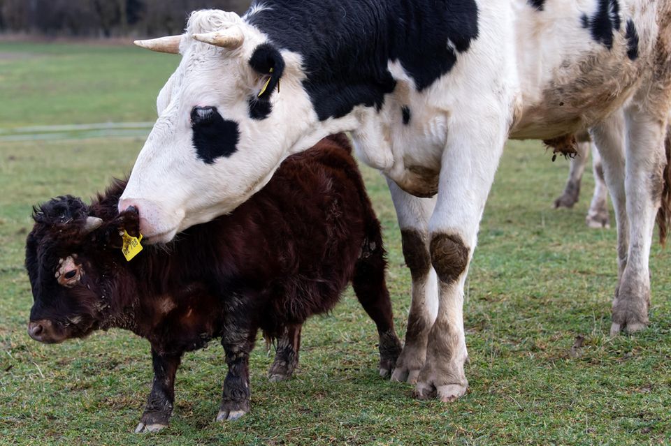 Dem Schlachter entkommen: Mini-Stier lebt auf dem Gnadenhof - [GEO]