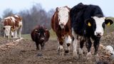 Mini-Stier Napoleon mit anderen Rindern