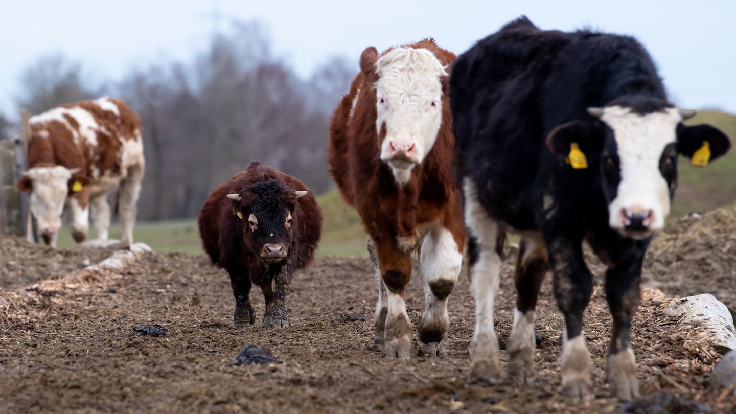 Fit und gesund Mini-Stier Napoleon mit anderen Rindern